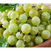 Shop Green Gooseberry (Amla) in UAE (Dubai, Sharjah, Abu Dhabi, Ajman) - FruitsBox.ae