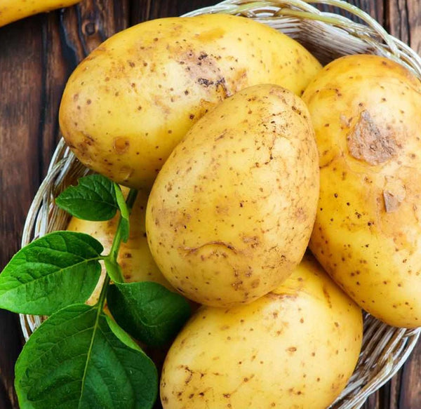 Shop Potato in UAE (Dubai, Sharjah, Abu Dhabi, Ajman) - Mangoes.ae