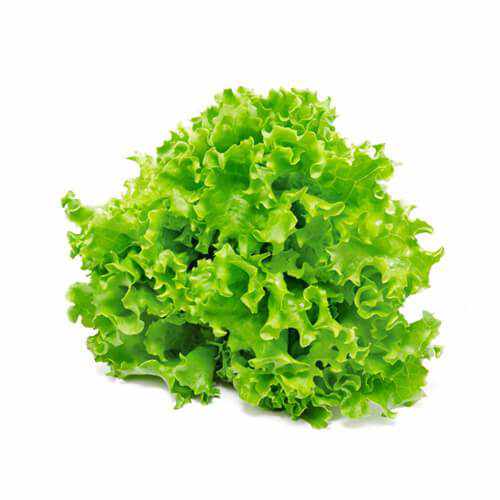 Shop  Lollo Green Bionda lettuce in Dubai, Sharjah, Ajman, Abu Dhabi - UAE in UAE (Dubai, Sharjah, Abu Dhabi, Ajman) - FruitsBox.ae