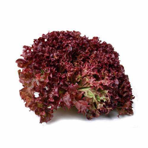 Lollo Rosso Lettuce - Piece-Vegetables-Spain-1 Piece-FruitsBox.ae