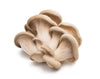 Shop Oyster Mushroom in UAE (Dubai, Sharjah, Abu Dhabi, Ajman) - FruitsBox.ae