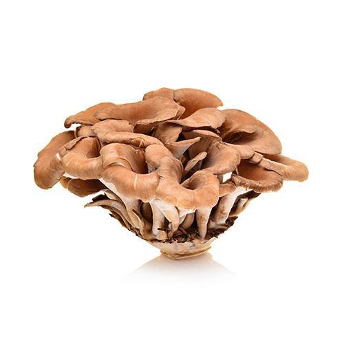 Shop Maitake Mushroom in UAE (Dubai, Sharjah, Abu Dhabi, Ajman) - FruitsBox.ae