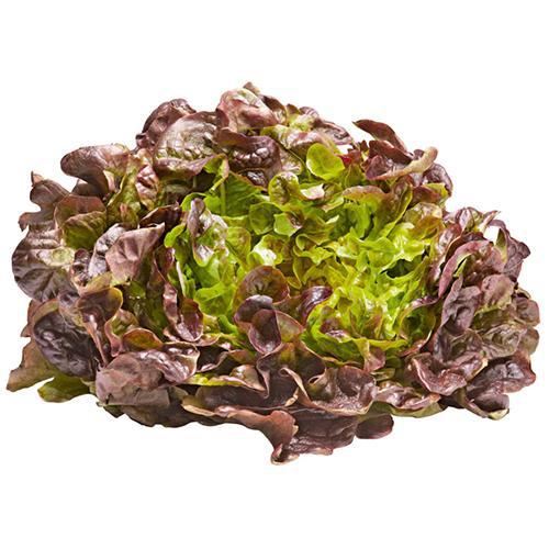 Shop Oakleaf Red Lettuce in UAE (Dubai, Sharjah, Abu Dhabi, Ajman) - FruitsBox.ae