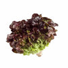 Shop Oakleaf Red Lettuce in UAE (Dubai, Sharjah, Abu Dhabi, Ajman) - FruitsBox.ae