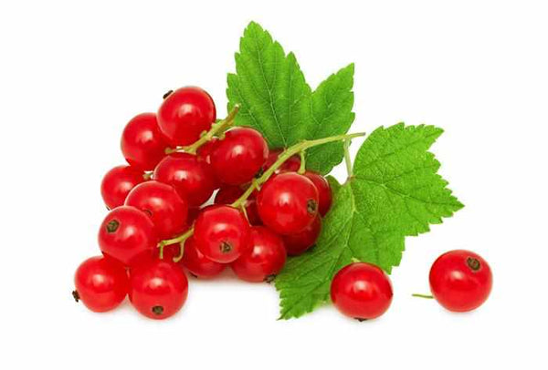 Shop Red Currant in UAE (Dubai, Sharjah, Abu Dhabi, Ajman) - FruitsBox.ae