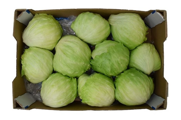 Iceberg Lettuce Box