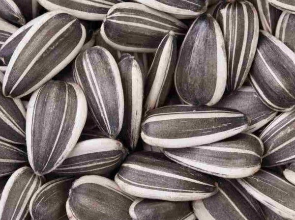 Shop Sunflower Seeds in UAE (Dubai, Sharjah, Abu Dhabi, Ajman) - FruitsBox.ae